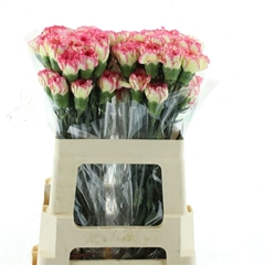 Dianthus Single Spritz 50cm