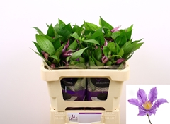 Clematis Amazing London 50cm