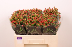 Hypericum Tomato Flair 50cm