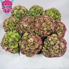 Hydrangea Royal Palace Classic 50cm 16-18cm Hd