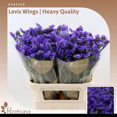 Limonium Sinuatum Levis Wings 80cm 50gr.