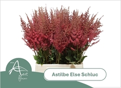 Astilbe Else Schluck 50cm