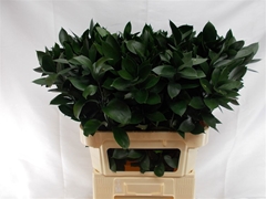Ruscus Hypophyllum 80cm