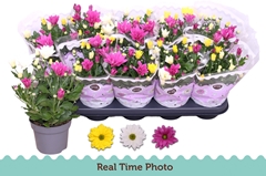 Chrysanth Mix 12Ø 25cm