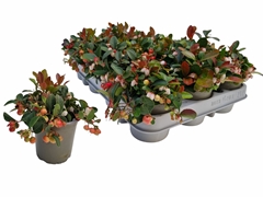 Gaultheria Procumbens 9Ø 13cm
