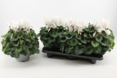 Cyclamen Super Serie Mammoth 17Ø 35cm