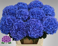 Hydrangea Royal Parade 80cm 20-22cm Hd