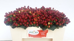 Hypericum Coco Montana 45cm