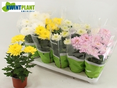 Chrysanth Zembla Mix 12Ø 30cm