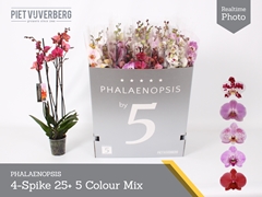 Phalaenopsis Mix 5 Colours 12Ø 70cm 4st