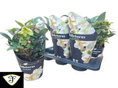 Helleborus Viv Valeria 17Ø 40cm