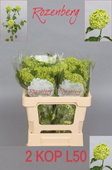 Viburnum Opulus Roseum 50cm 2-hd
