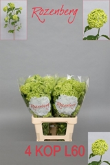 Viburnum Opulus Roseum 60cm 4-hd