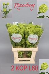 Viburnum Opulus Roseum 60cm 2-hd