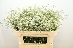 Limonium Sinense China White 70cm 35gr.