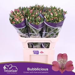 Alstroemeria Bubblicious 75cm 65gr.