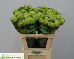 Viburnum Opulus Roseum 80cm 4-hd