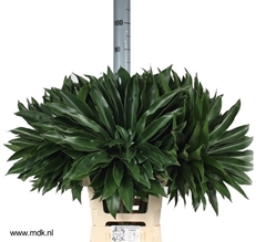 Philodendron Fun Bun 65cm 35cm Hd