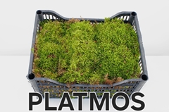 Plagiothecium Curvifolium