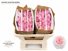 Rosa David Austin Keira 50cm