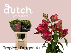 Lily Oriental Tropical Dragon 95cm 4+