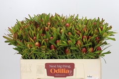 Leucadendron Ayoba Cherry Pearl 50cm