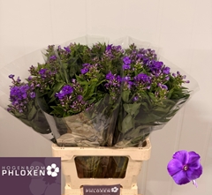 Phlox Crissy 70cm