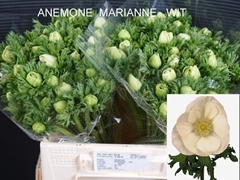 Anemone Coronaria Marianne White 40cm