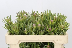 Leucadendron Spray Lime Green 50cm Spray