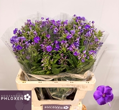 Phlox Crissy 60cm