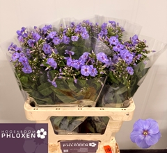 Phlox Butterfly 60cm