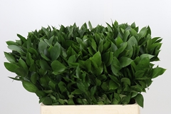 Ruscus Hypophyllum 60cm