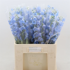 Delphinium Single Sky Waltz 60cm