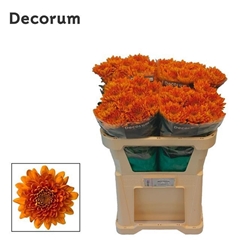 Chrysanth Single Bellavista 70cm 80gr.