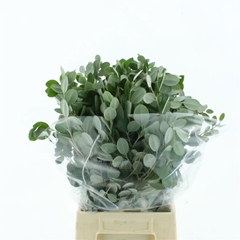 Metrosideros Excelsa Per Bunch 50cm