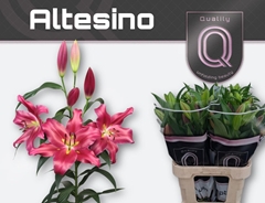 Lily Oriental Altesino 90cm 4+