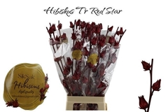Hibiscus Trionum Red Star 70cm