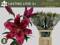 Lily Oriental Lasting Love 95cm 3+