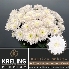 Chrysanth Spray Baltica 70cm 90gr.