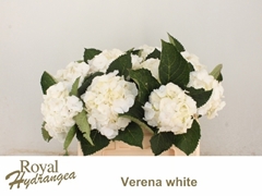 Hydrangea White Verena 50cm 14-16cm Hd