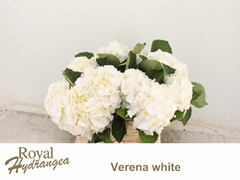 Hydrangea White Verena 40cm 14-16cm Hd