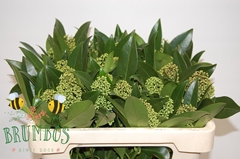 Skimmia Kew Green Per Bunch 50cm