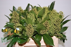 Skimmia Kew Green Per Bunch 40cm