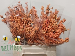 Ilex Verticillata Winter Gold 40cm