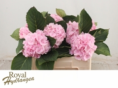 Hydrangea Verena 50cm 15-17cm Hd