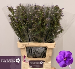 Phlox Crissy 60cm