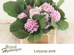 Hydrangea Lolly Pop Pink 40cm 10-12cm Hd