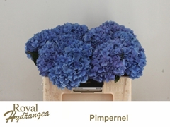 Hydrangea Pimpernel 50cm 14-16cm Hd