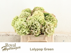 Hydrangea Lolly Pop Classic 40cm 10-12cm Hd