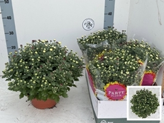 Chrysanth Mix 23Ø 35cm
